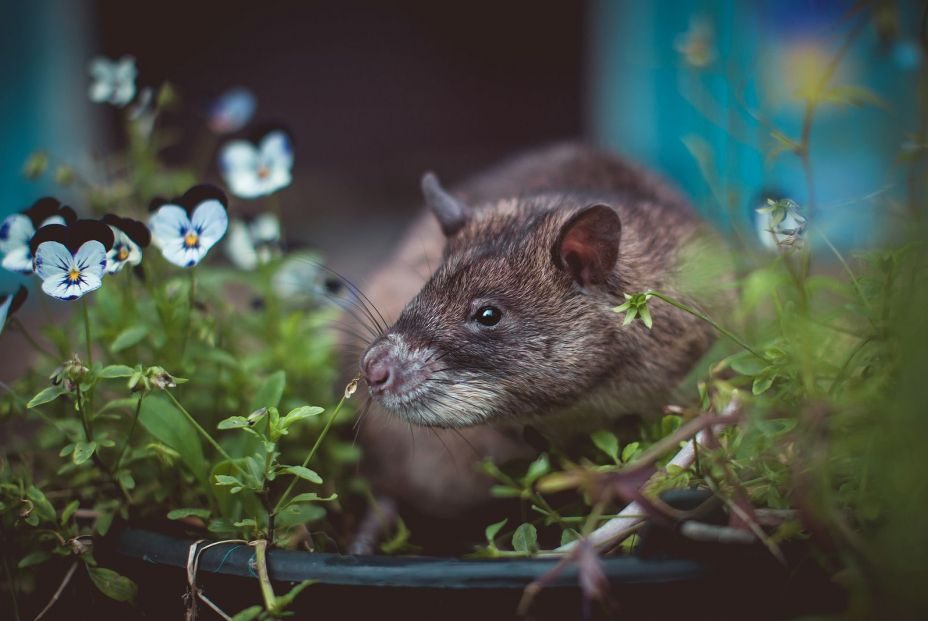 bigstock Giant African Pouched Rat In A 461008843