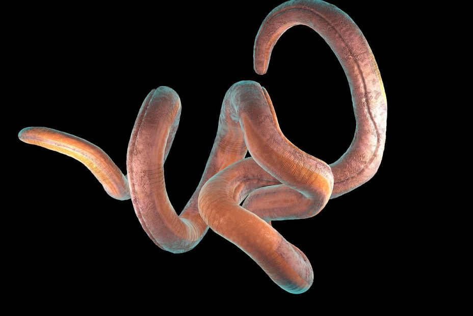bigstock Single Twisted Nematode On A B 455753193 bigstock Single Twisted Nematode On A B 455753193