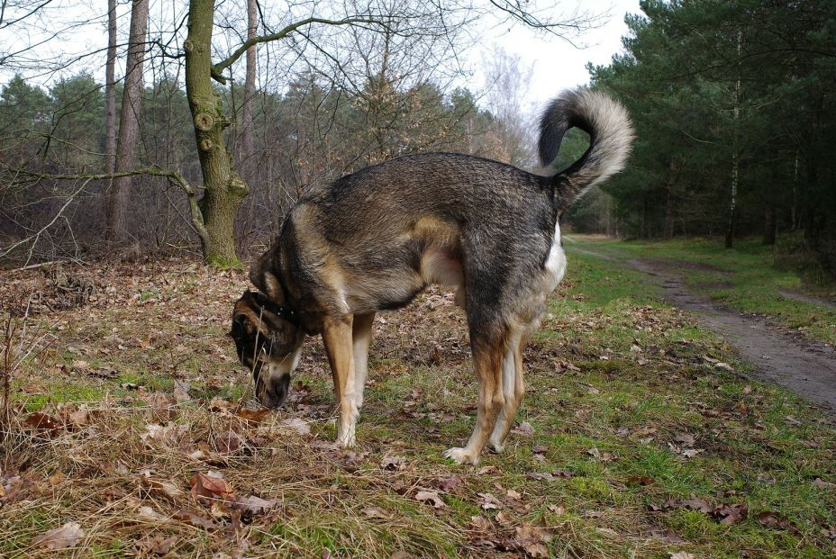 bigstock A Mutt Engrossed In Sniffing 472976397 bigstock A Mutt Engrossed In Sniffing 472976397