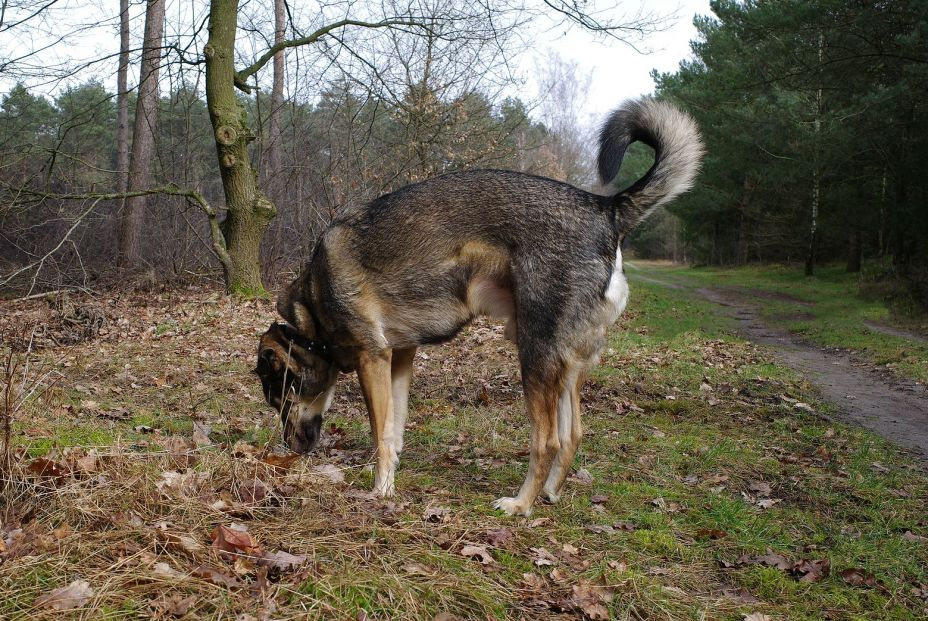 bigstock A Mutt Engrossed In Sniffing  472976397