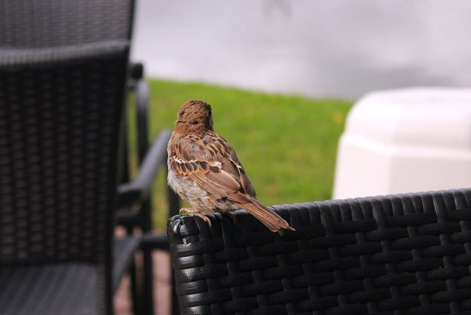 Pájaro sobre silla de plástico