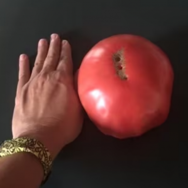 Tamaño de los tomates