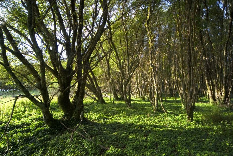 Laureles de Cortegada Turismo de Galicia