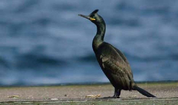 Cormoran moñudo. Turismo de Galicia Cormoran moñudo. Turismo de Galicia
