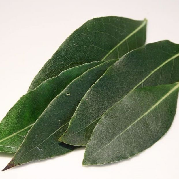 Cómo evitar que las cucarachas entren en casa este verano : el truco del laurel