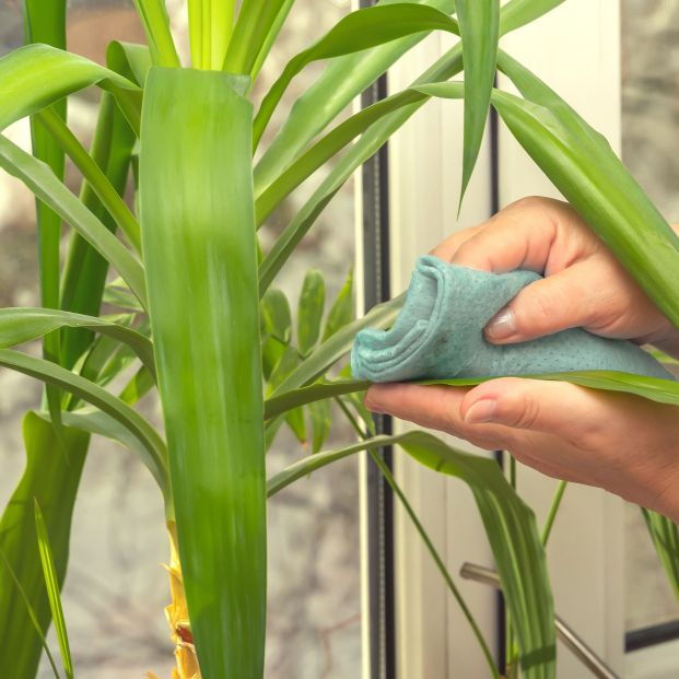 Trucos para limpiar tus plantas artificiales y que recuperen el brillo. Foto: Bigstock