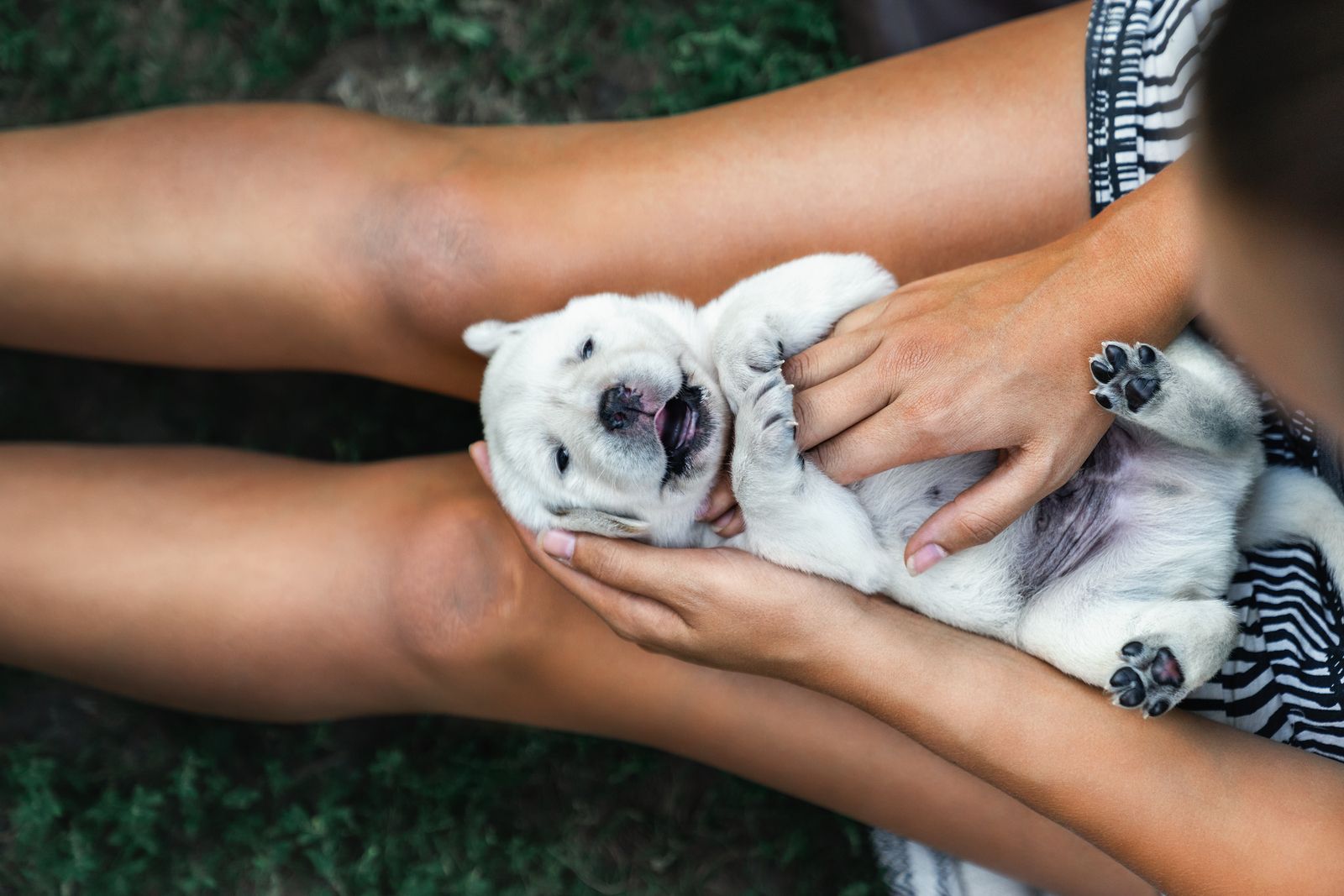 ¿En qué consiste el masaje 'Tellington Ttouch' para perros?