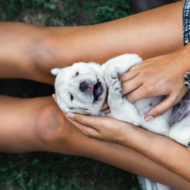 ¿En qué consiste el masaje 'Tellington Ttouch' para perros?