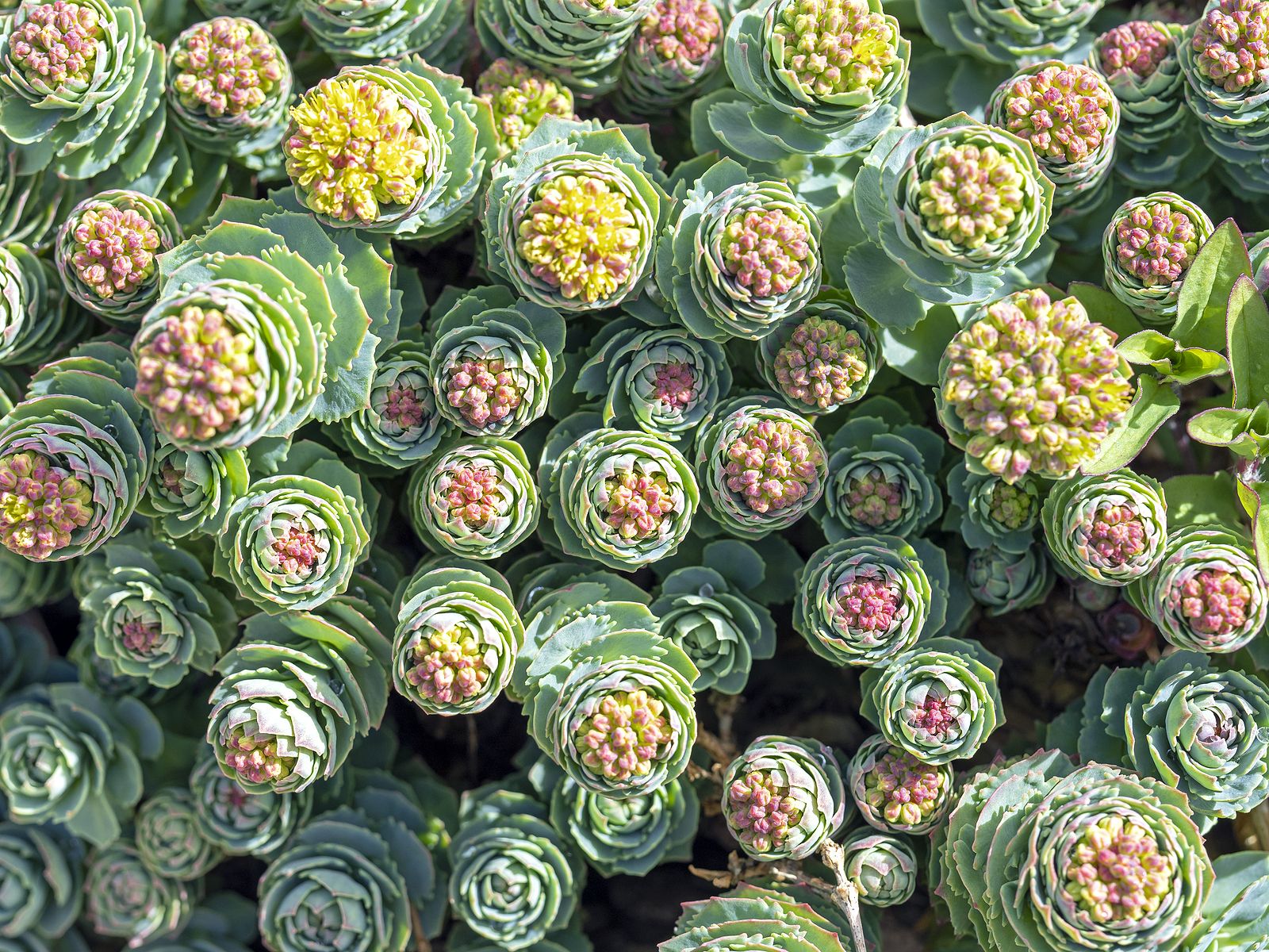 Qué es la rhodiola y cómo puede ayudarte ante el estrés