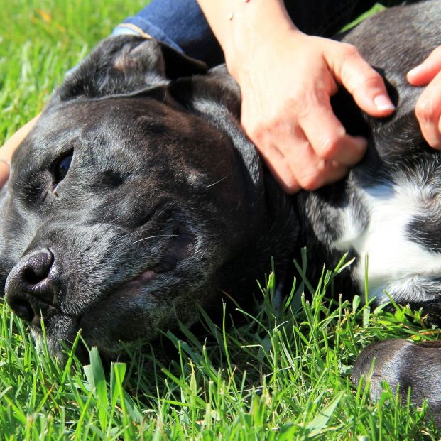 ¿En qué consiste el masaje 'Tellington touch' para perros?