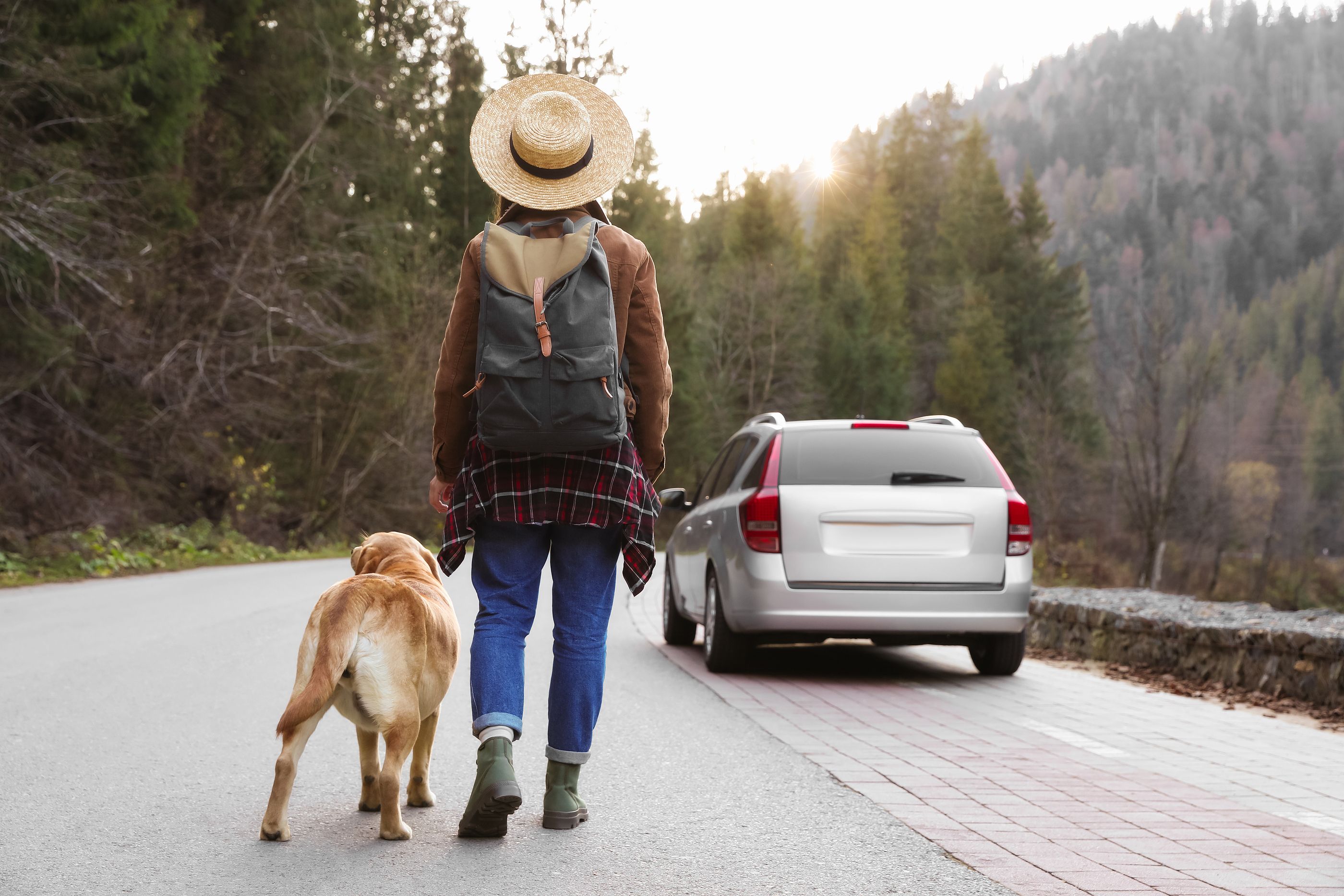 Sigue estos consejos básicos si estás planeando irte de vacaciones con tu perro o gato. Foto: Bigstock