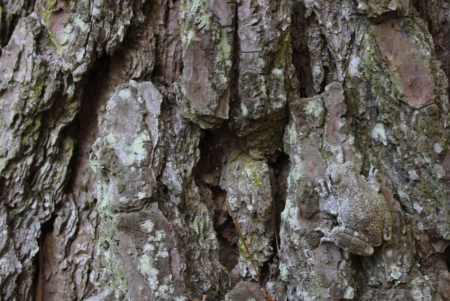 Rana gris en un árbol