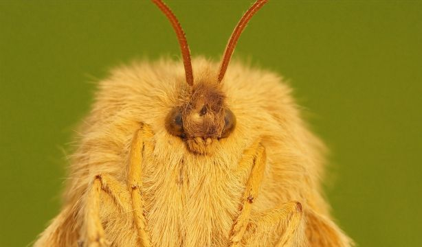 ¿Sabías que las polillas son mejores polinizadoras que las abejas? 
