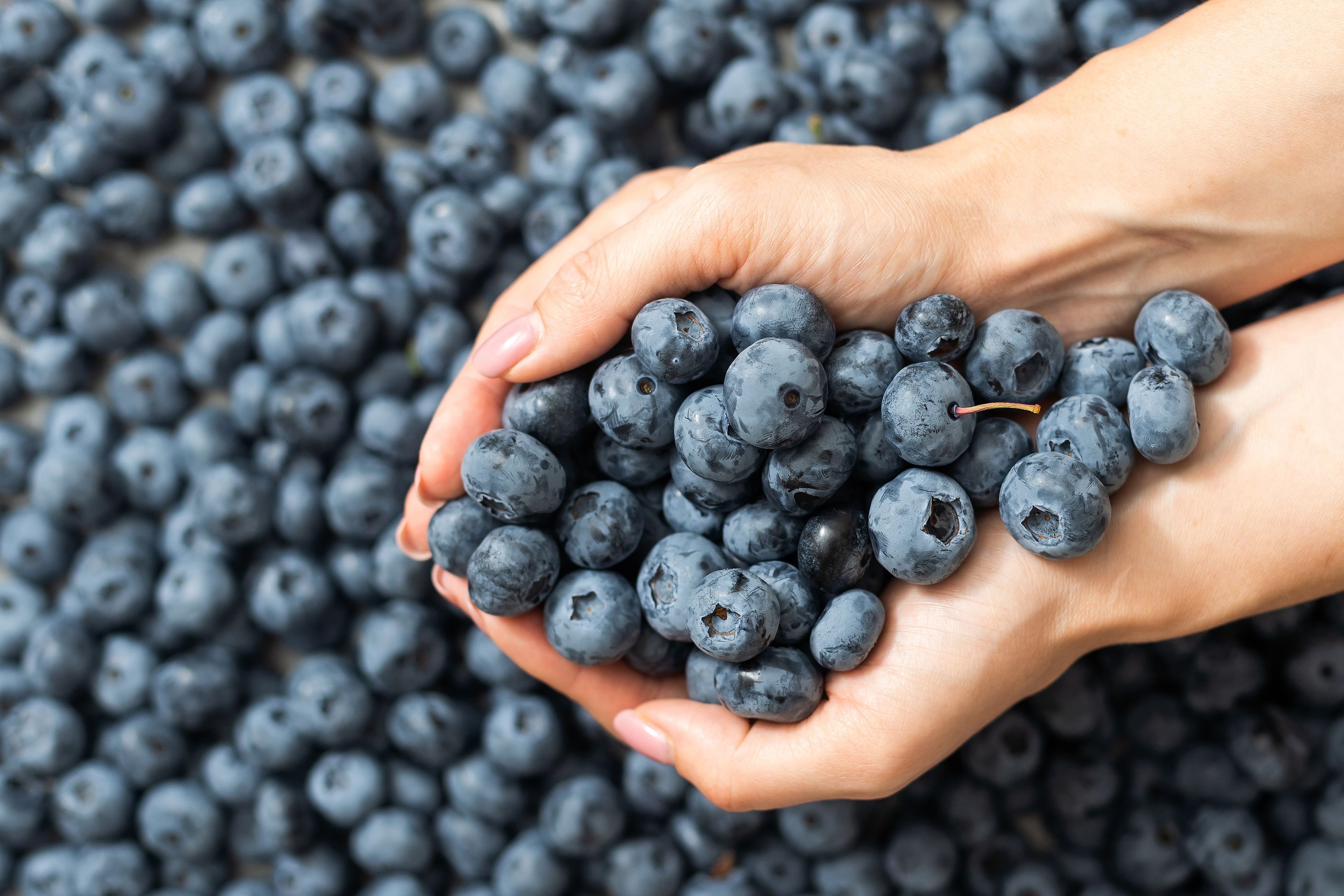 Los beneficios de tomar un puñado de arándanos al día para los mayores. Foto: Bigstock