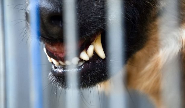 Perro agresivo