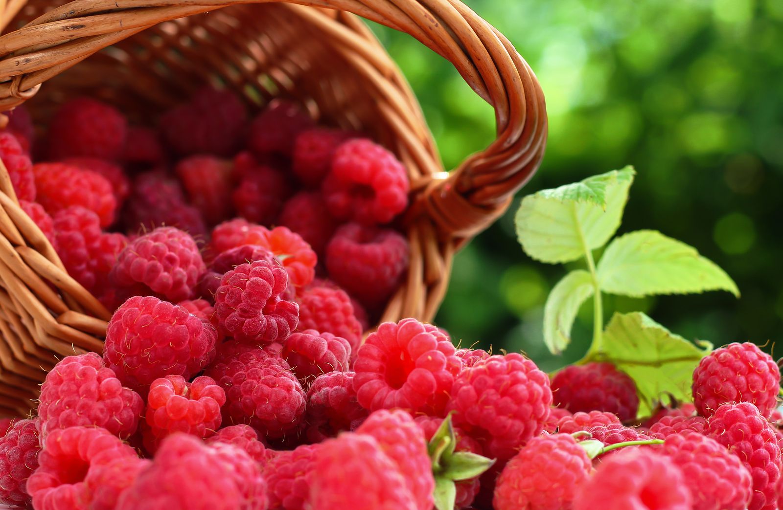 La frambuesa, una de las frutas más potentes contra el envejecimiento