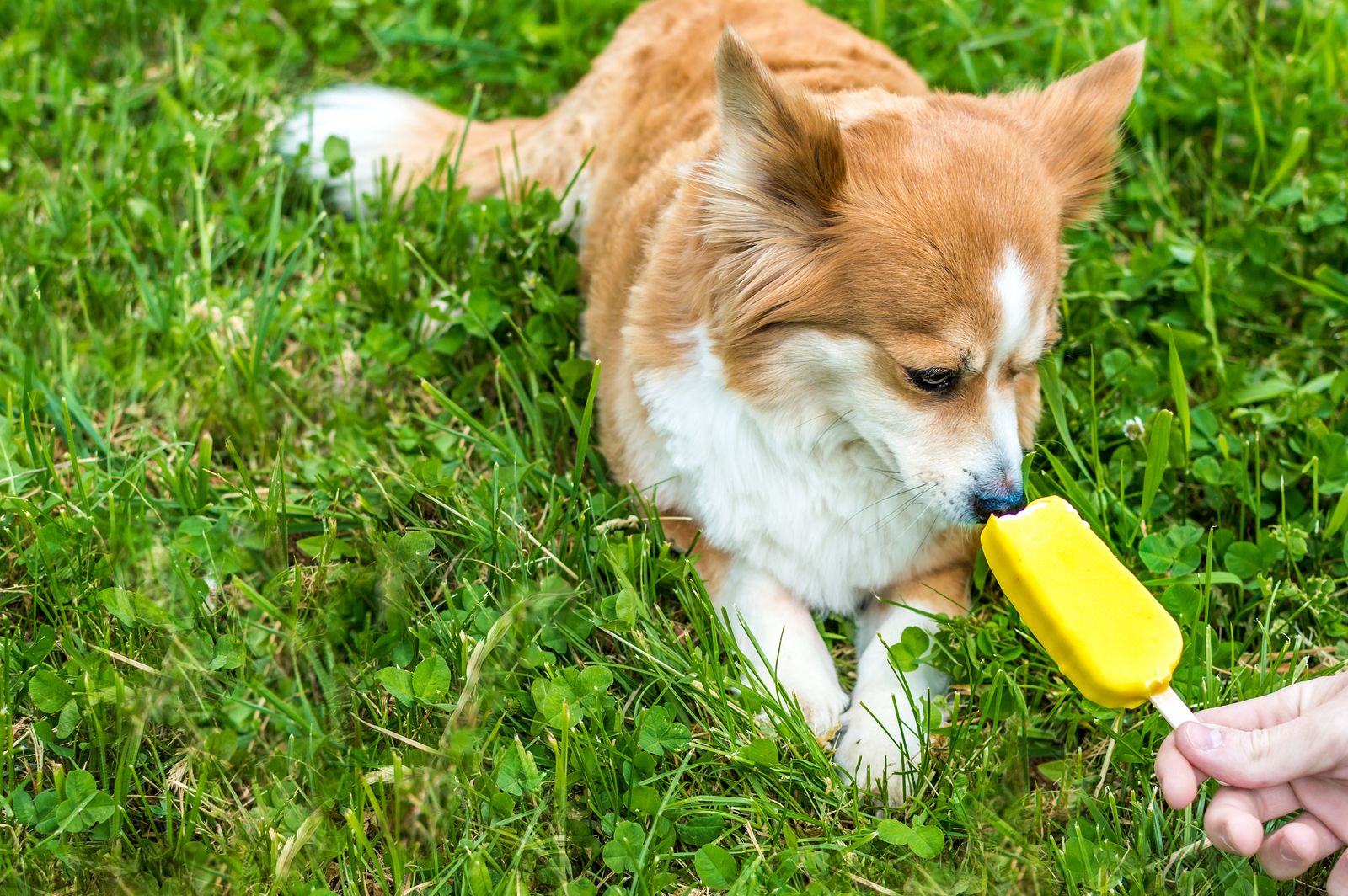 ¿Se debe cortar el pelo en verano a nuestro perro?