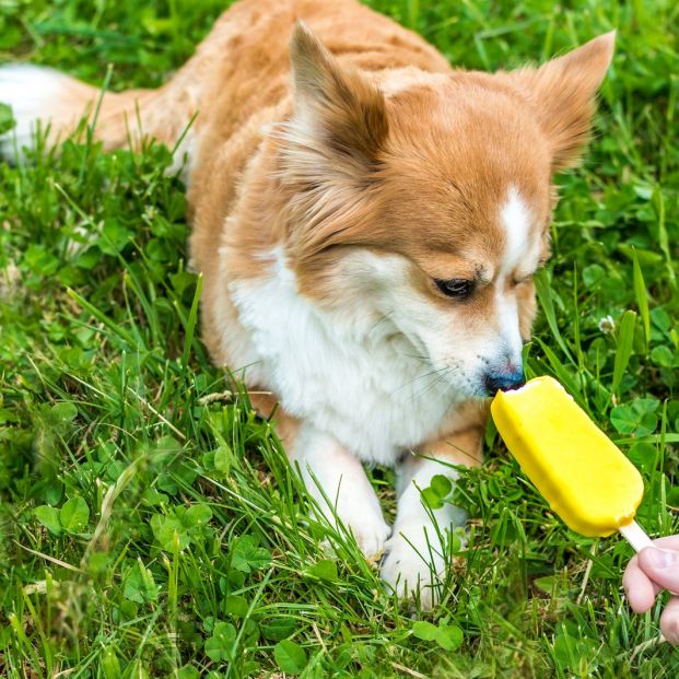 Helados caseros para perros