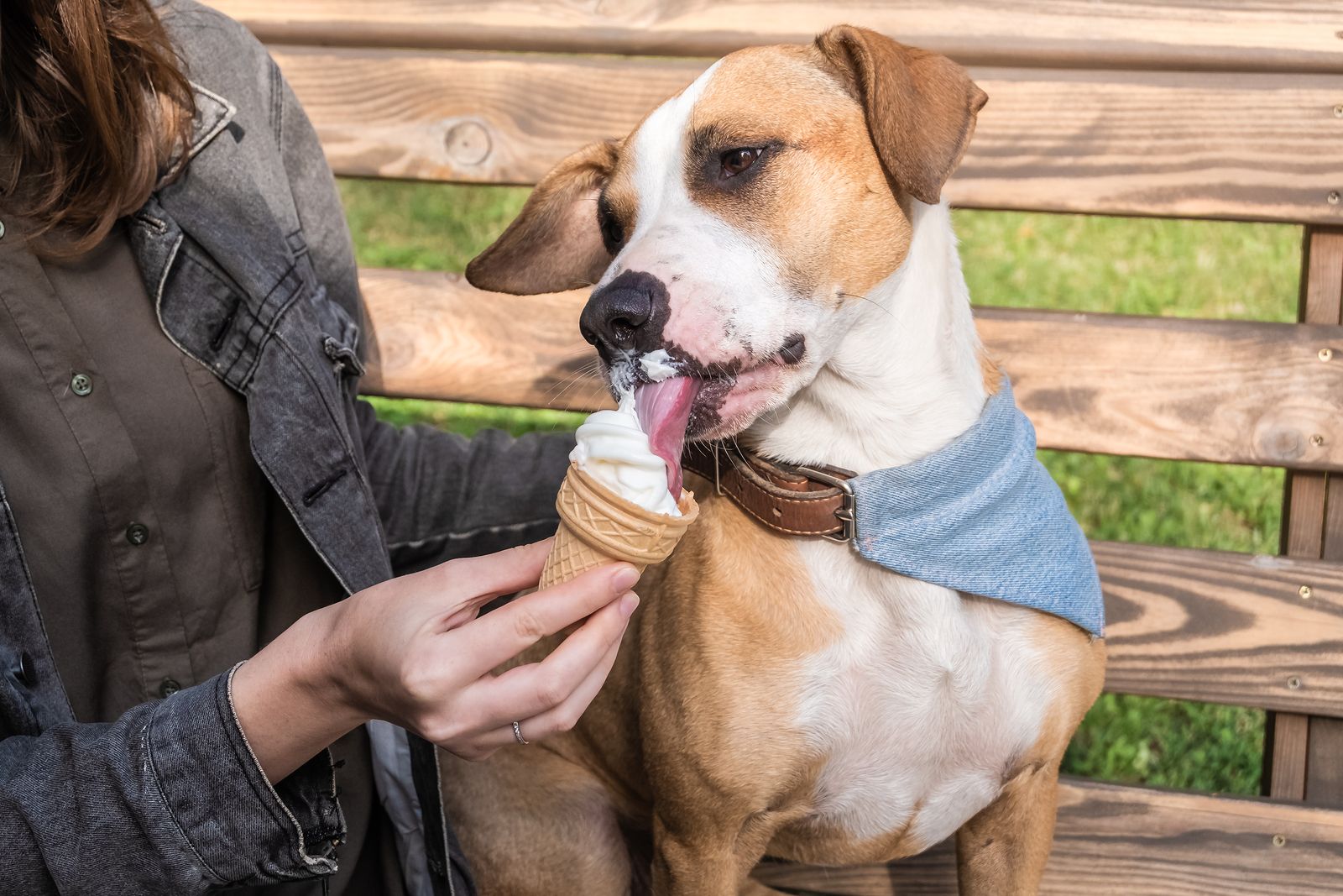 Cómo elaborar helados caseros y naturales para tu perro