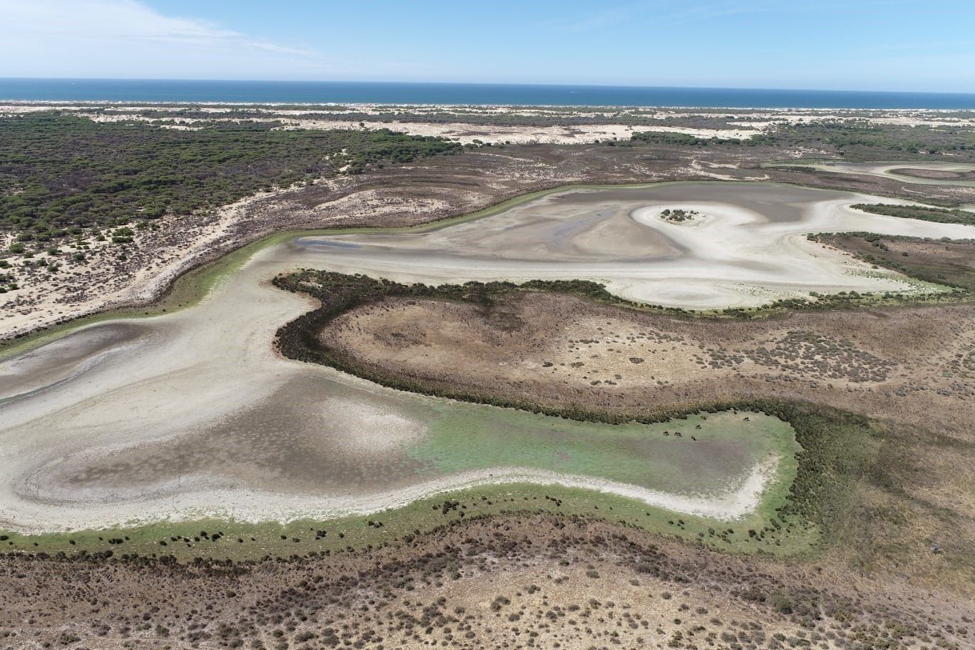 Doñana, "en estado crítico": "Más de la mitad de sus lagunas han desaparecido"