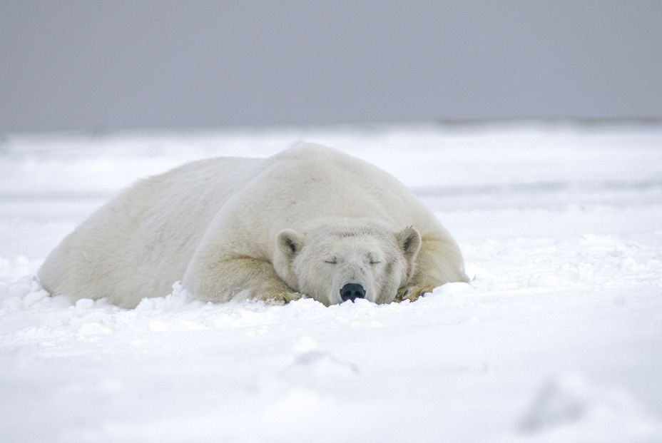 Oso Polar Oso Polar