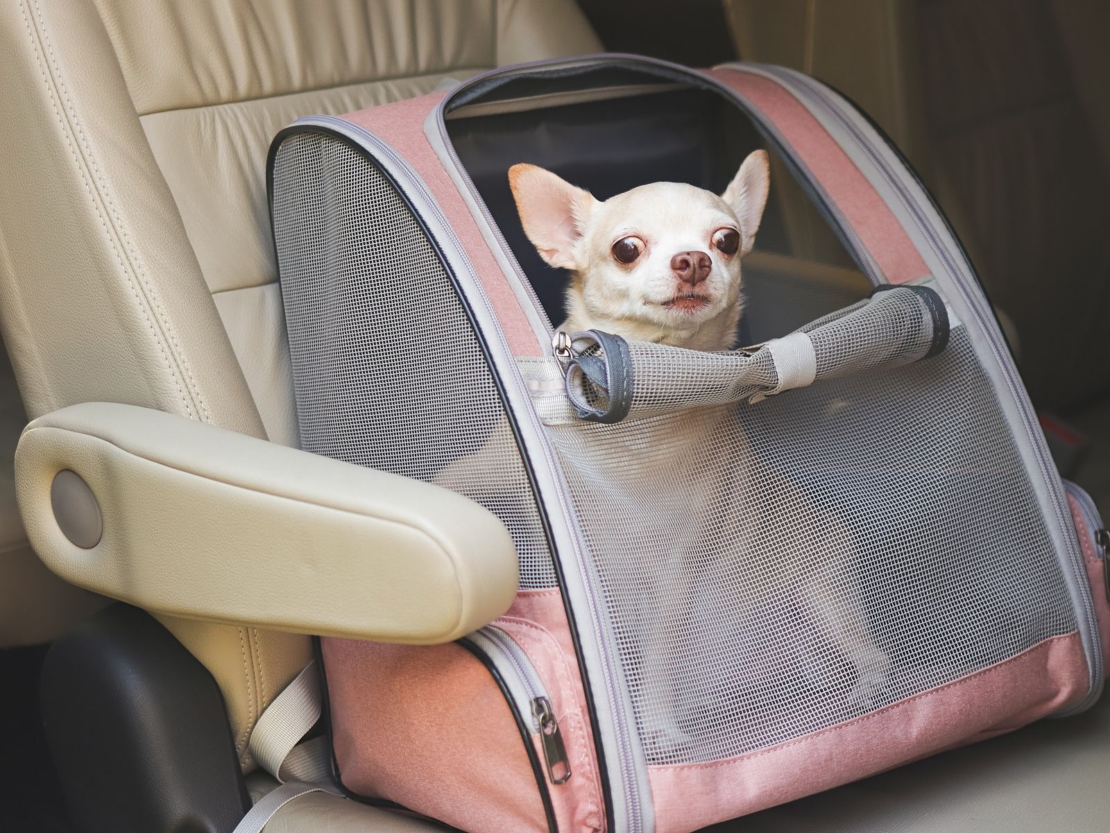 ¿Cuál es la manera correcta de transportar mascotas en el coche?