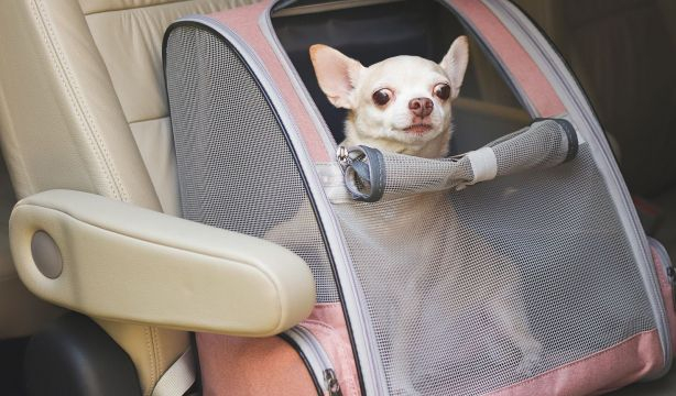 La DGT revele cuáles son los objetos que está prohibido llevar en el coche