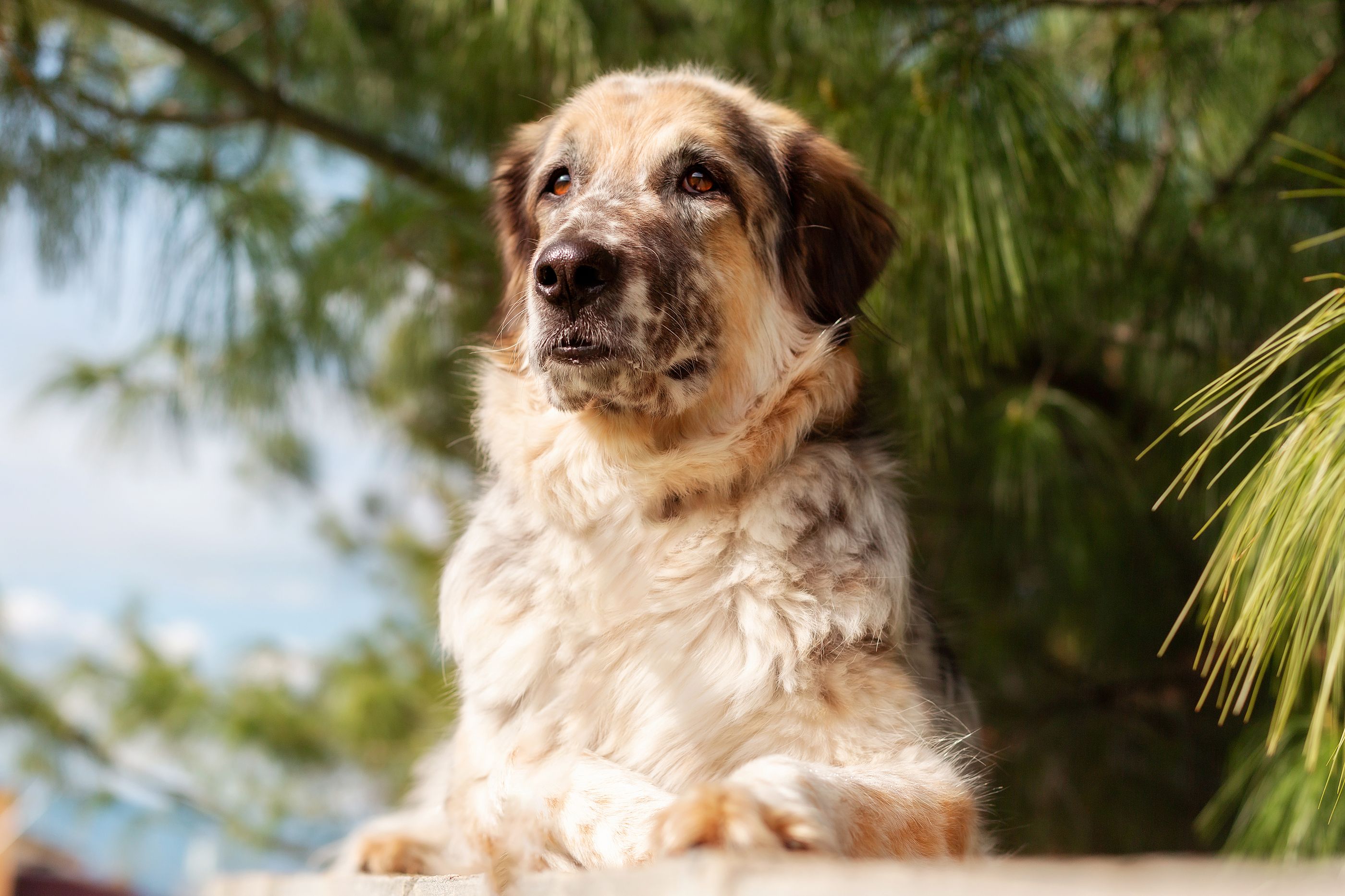 Descubren por qué los perros pequeños viven más tiempo