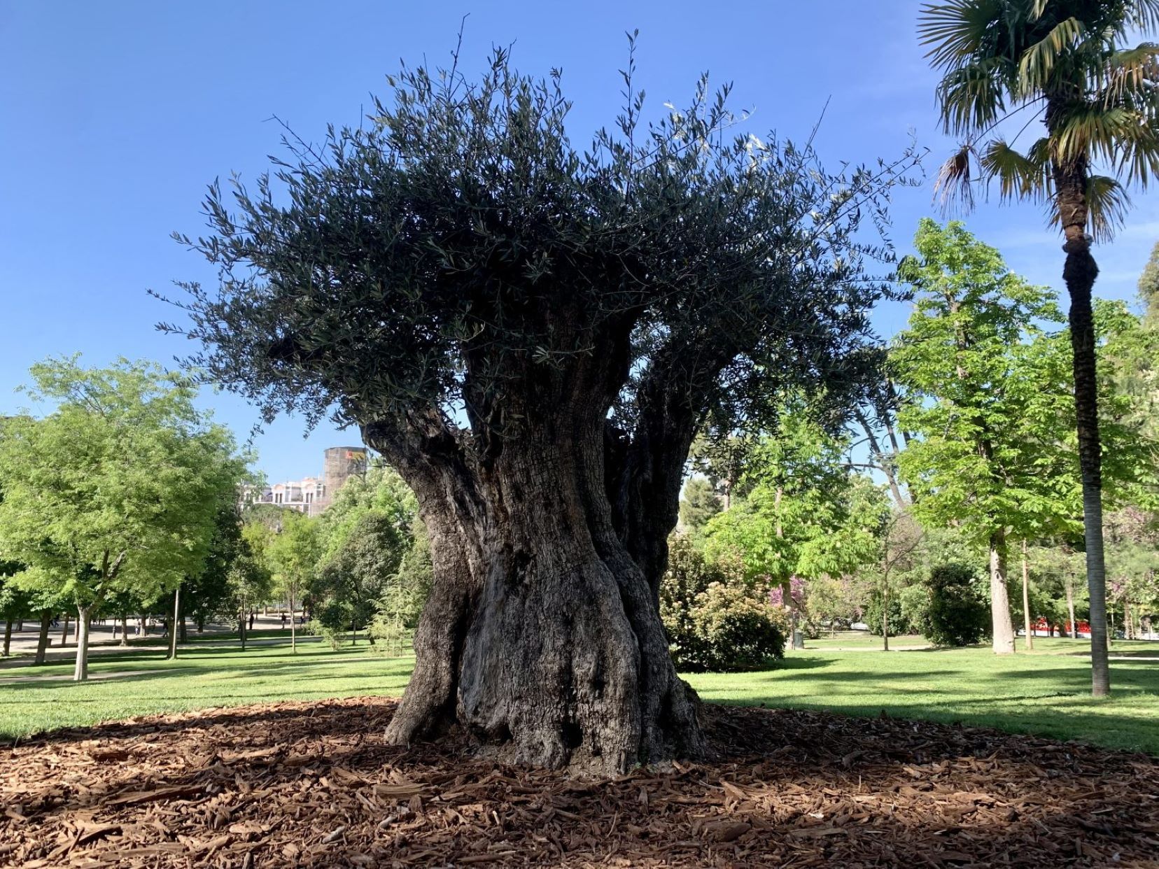 El Retiro da la bienvenida a su árbol más 'anciano': un olivo de 627 años