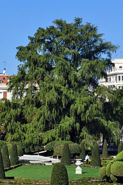 Ahuehuete del Retiro Ahuehuete del Retiro