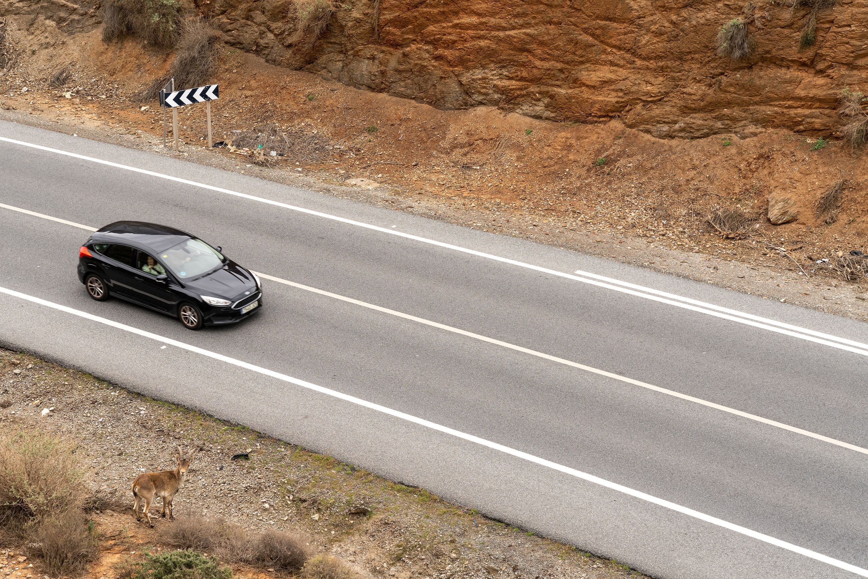 Este es el animal que provoca más accidentes de tráfico en carretera