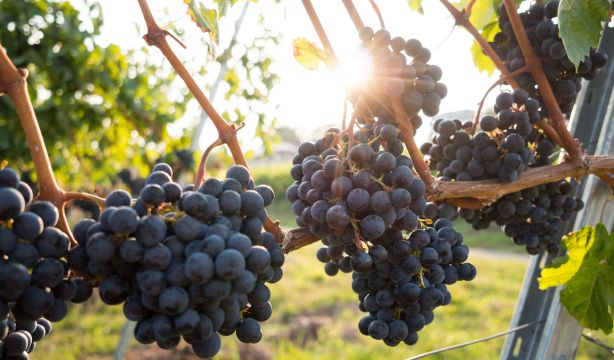 La bodega más antigua de España está en la localidad onubense de Moguer. Foto: Europa Press 