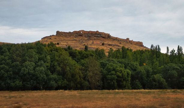 Describen un mamífero depredador que vivió en Soria hace 40 millones de años
