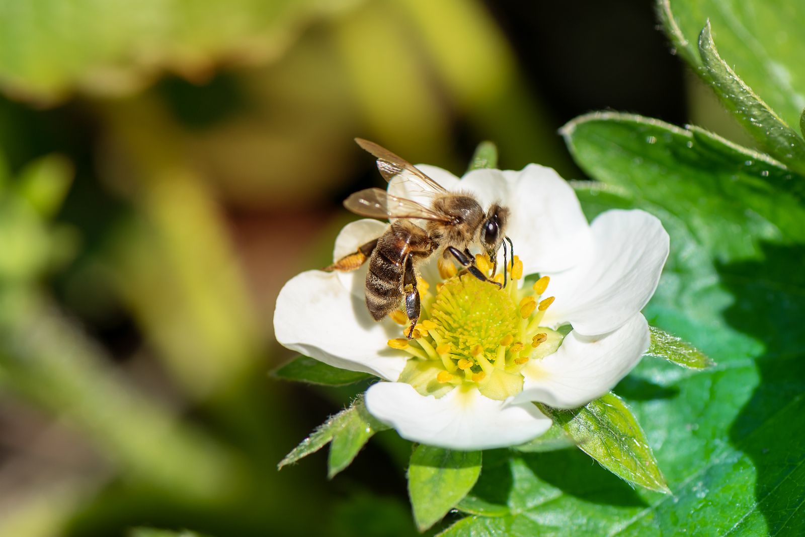 La miel de madroño como alimento efectivo contra el cáncer