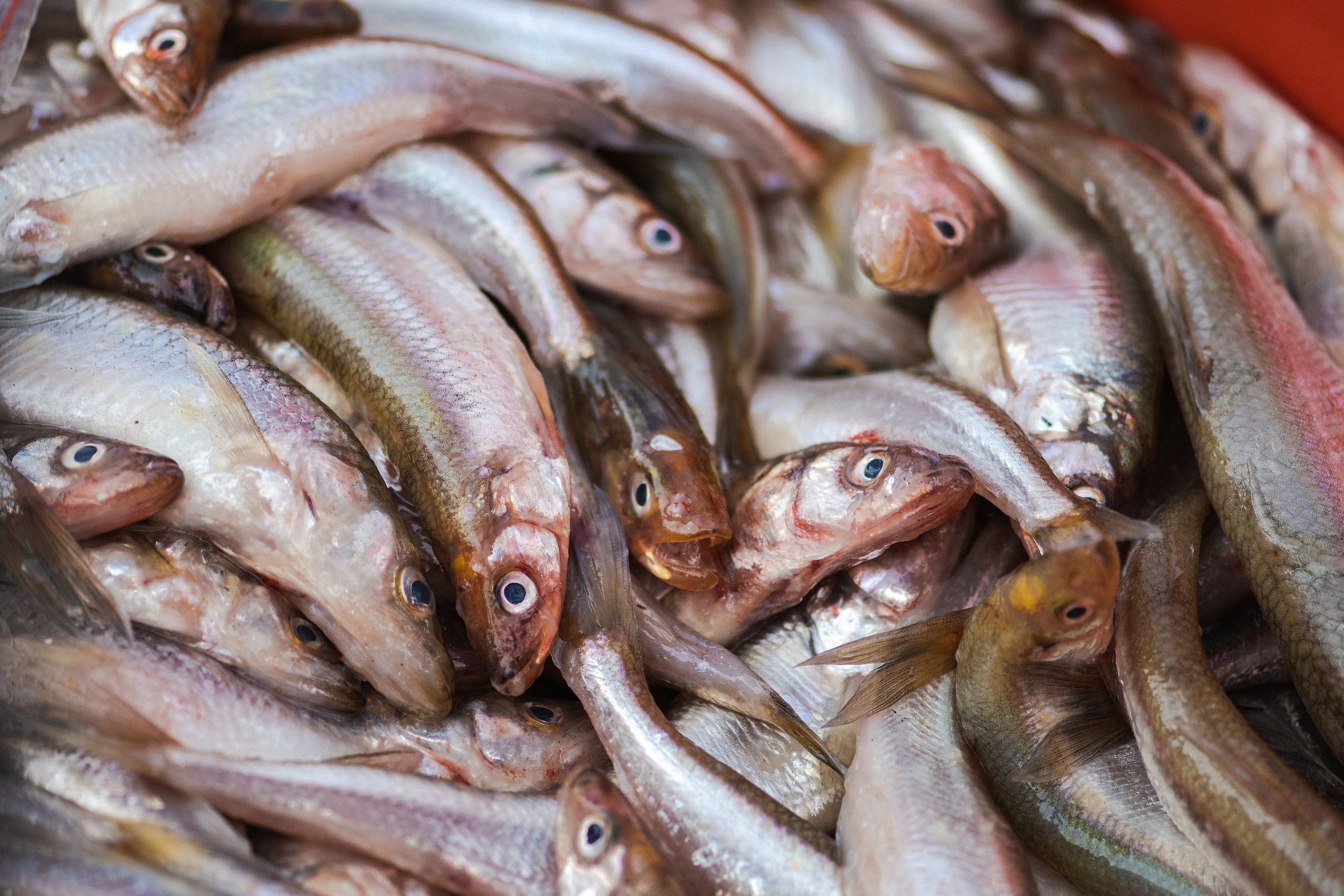 El truco de Karlos Arguiñano y Alberto Chicote para quitar las espinas del pescado