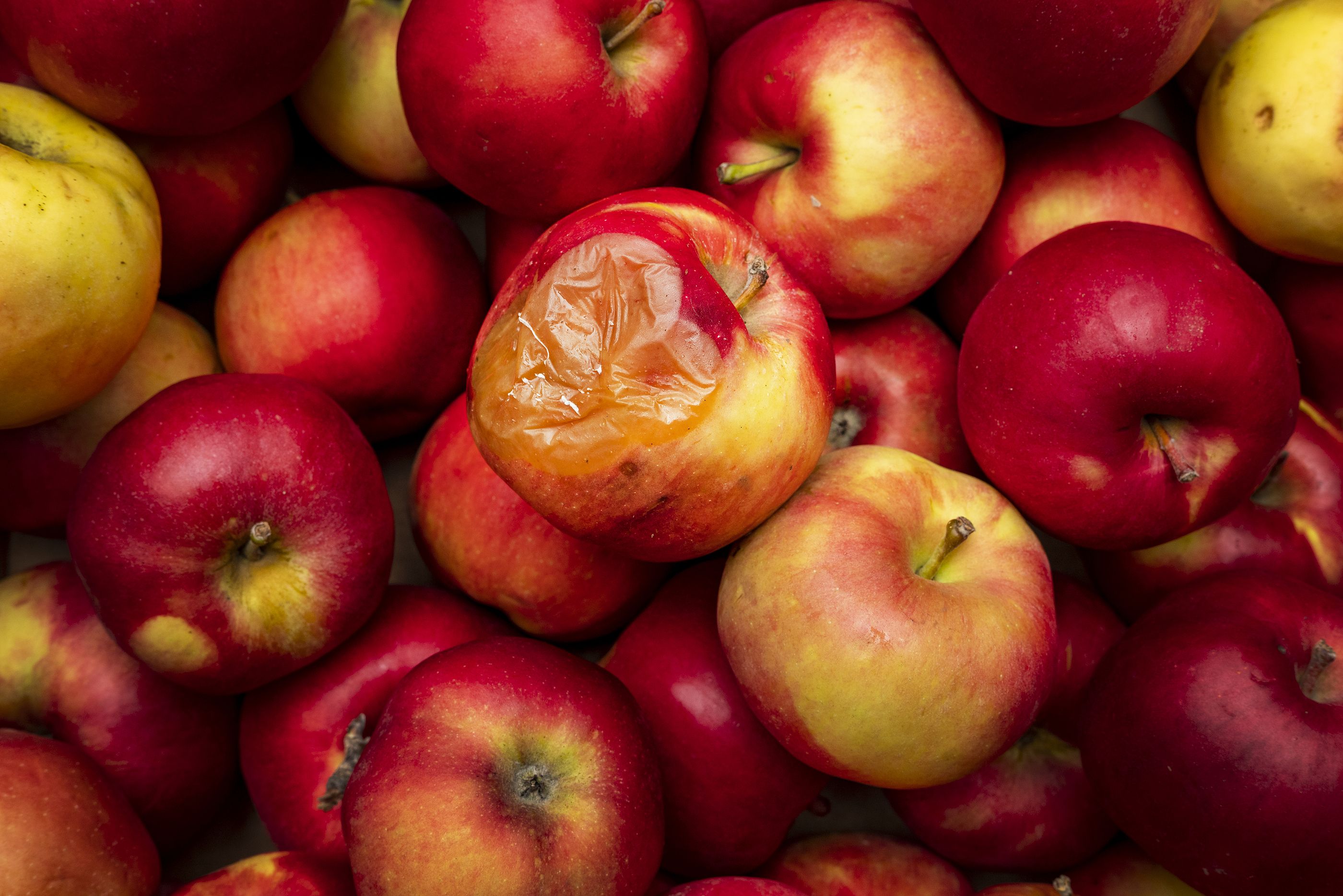 Por qué una manzana podrida puede estropear el resto de fruta a su alrededor