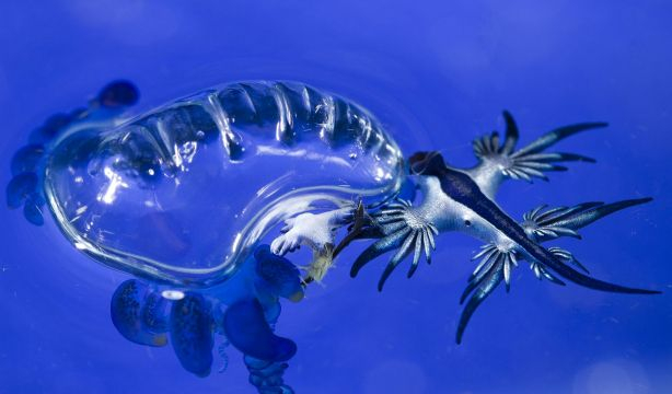 Un dragón azul atacando a una medusa