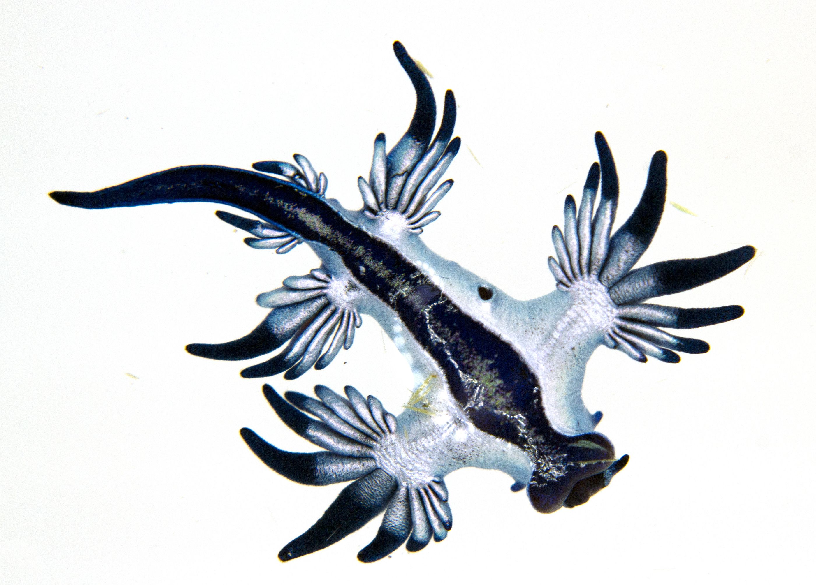 El 'dragón azul' hallado en las costas Alicante que no se veía desde hace más de 300 años