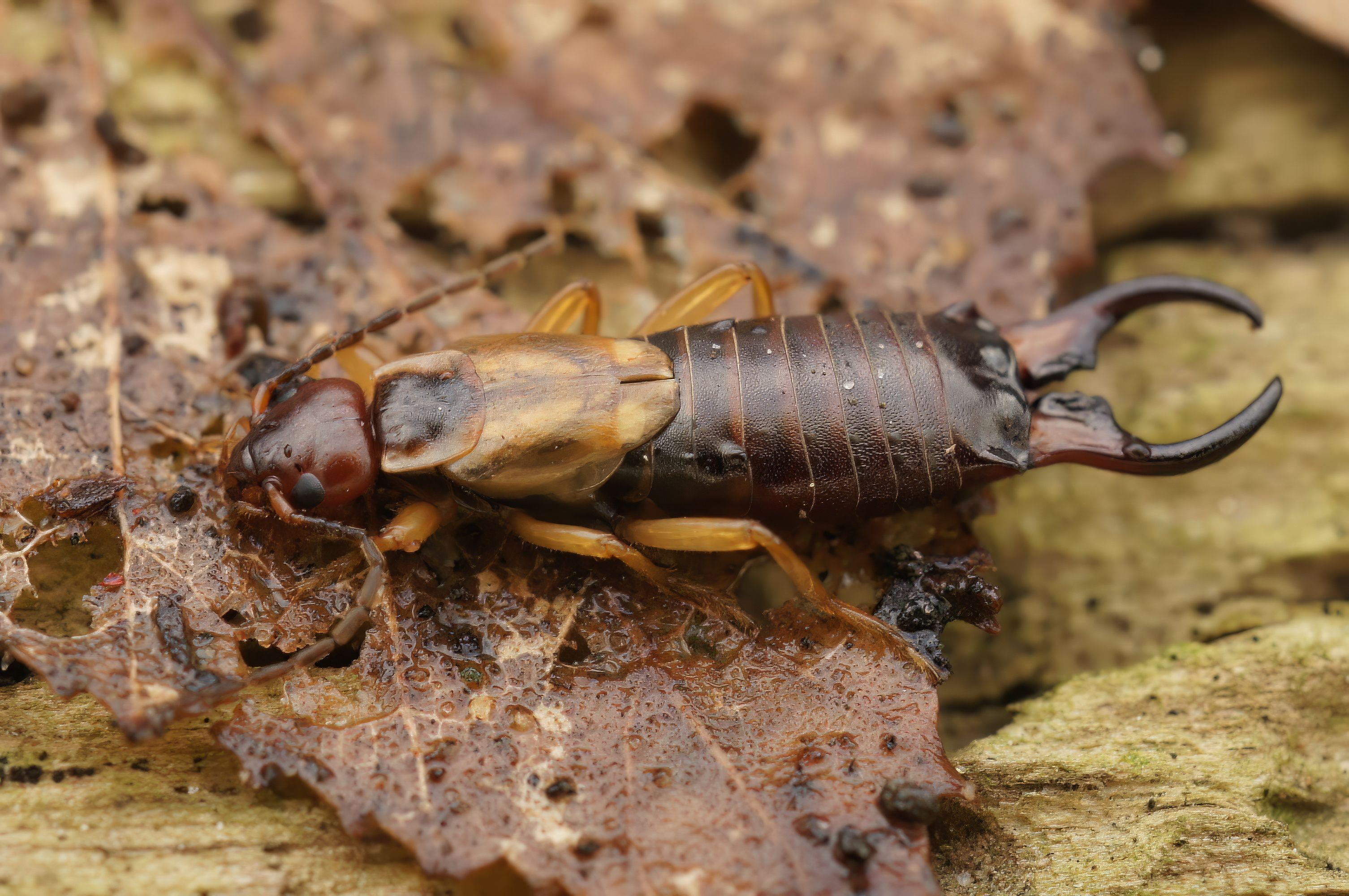 Tijeretas, uno de los insectos del verano: ¿son peligrosas?