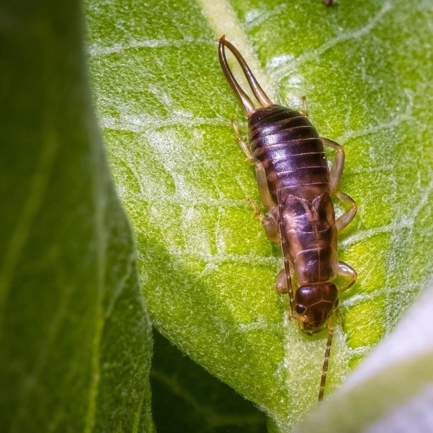 bigstock A European Earwig Or Common Ea 473974013