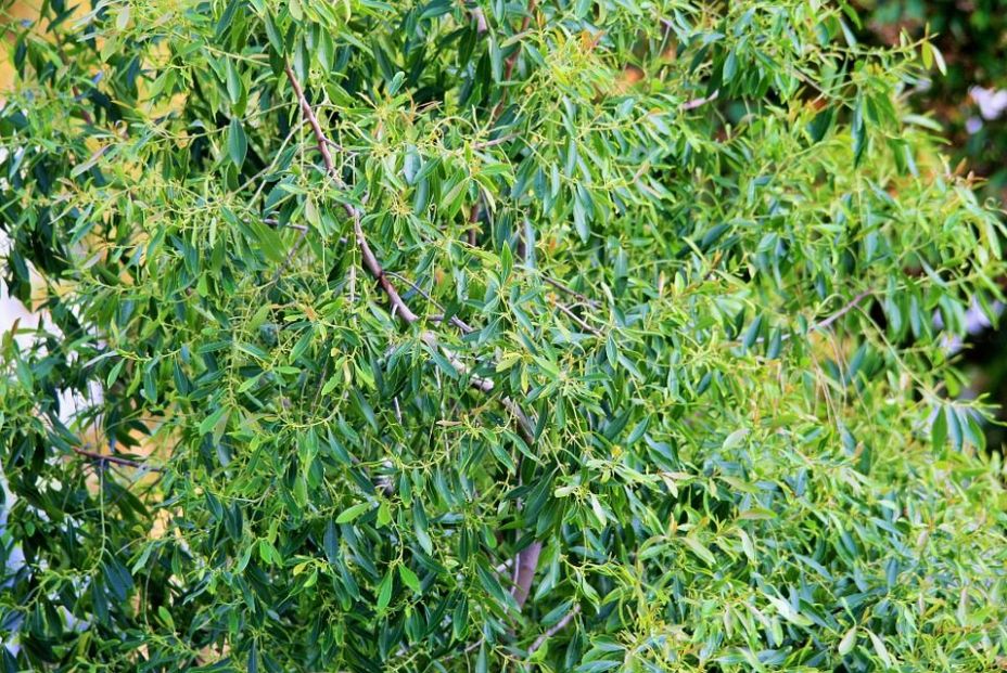 Árbol de té Árbol de té