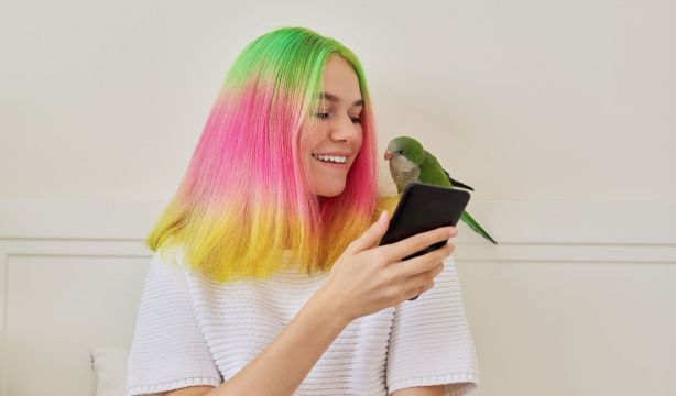 El Internet de los animales ya está aquí: las videollamadas entre loros se hacen realidad