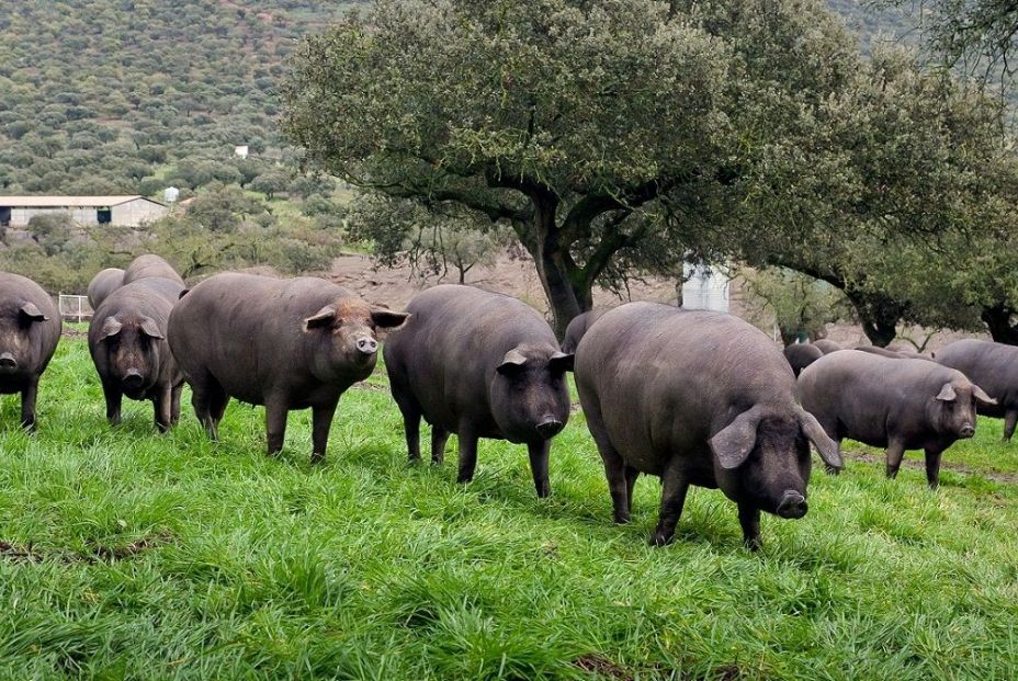 Cerdos ibéricos en Guijuelo. Foto Wikipedia
