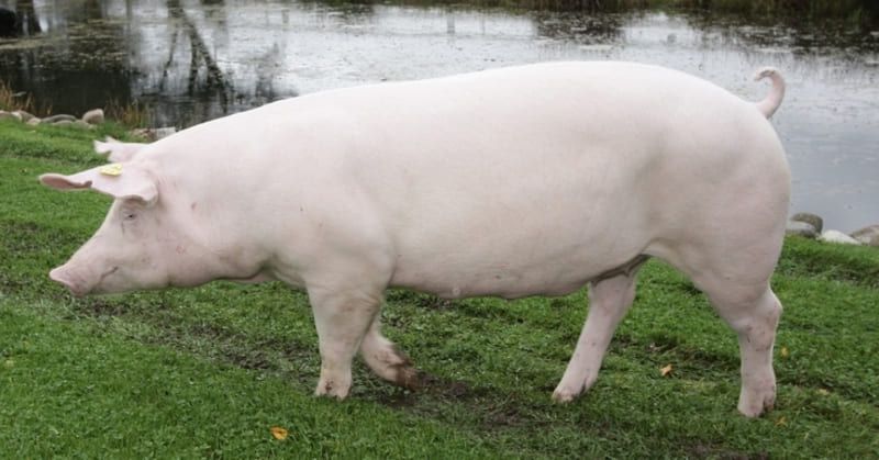 Cerdo de raza Landrace
