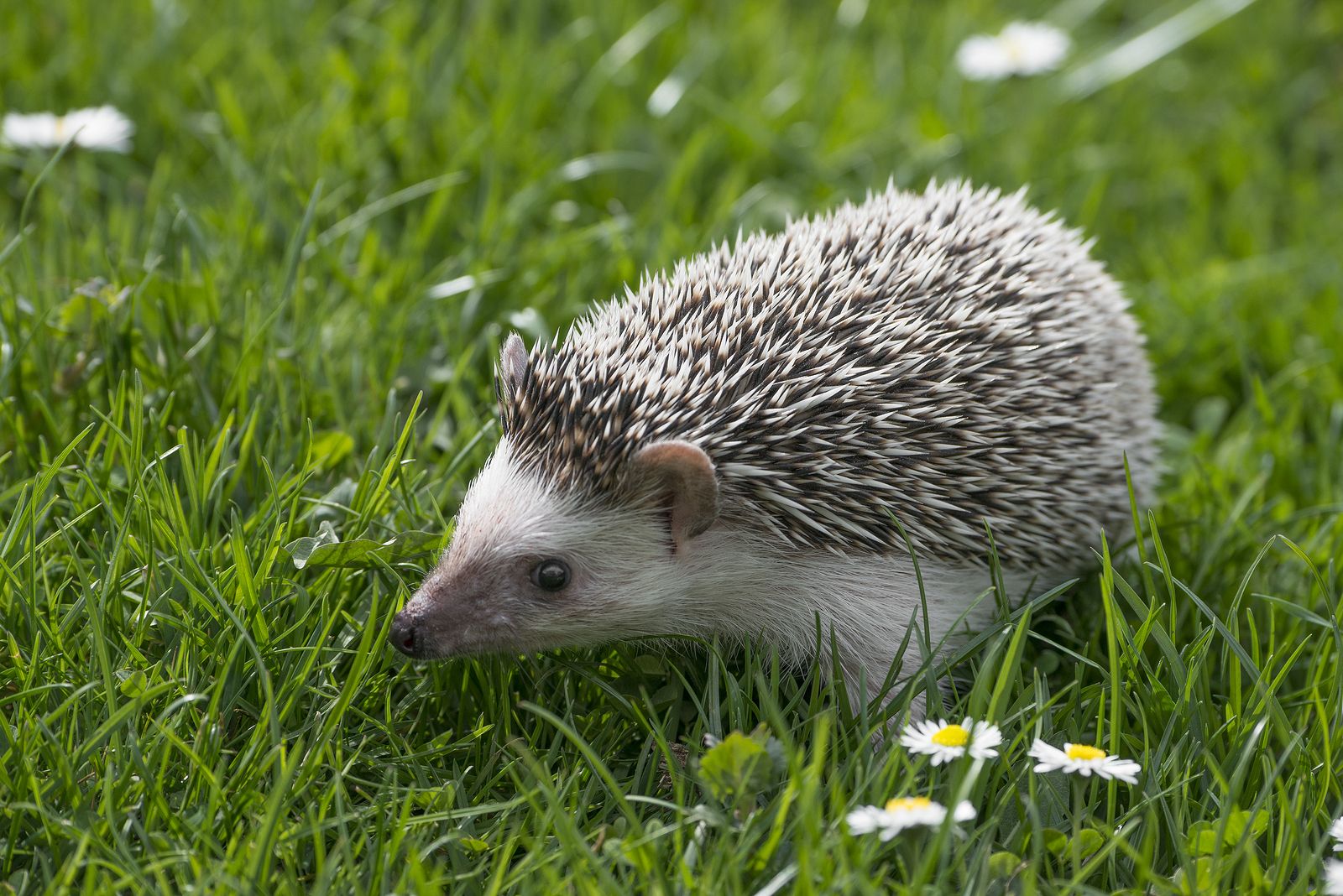 ¿Tienes un erizo de tierra? Cuidados básicos que necesita