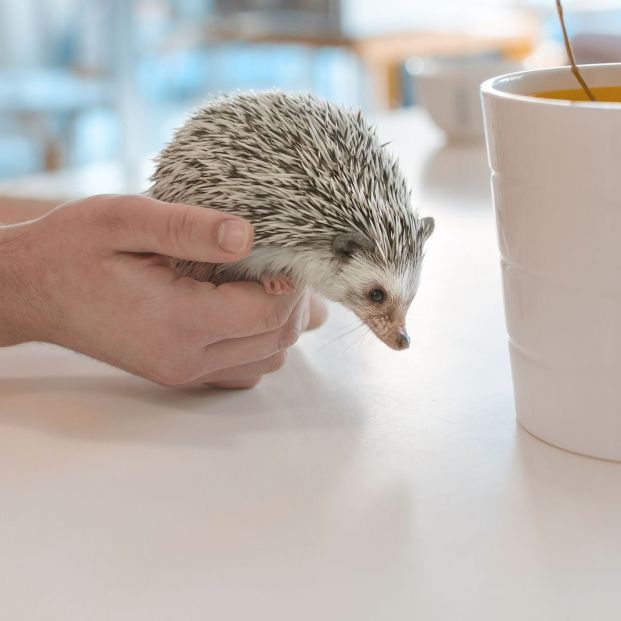 Esencialmente Interpretación Nombrar Erizo de tierra como mascota: lo que debes saber