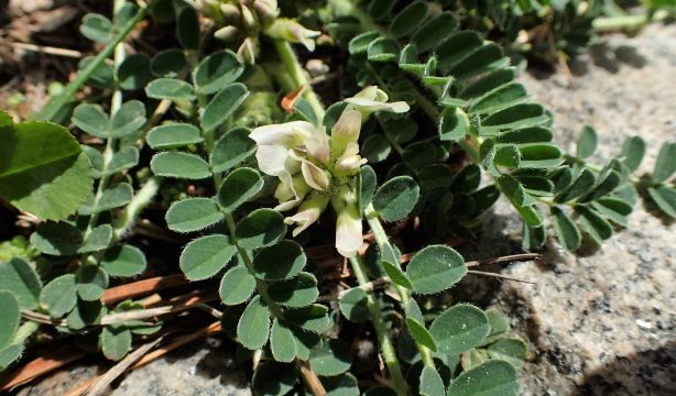 La hierba medicinal china que ayuda y protege frente a ataques al corazón