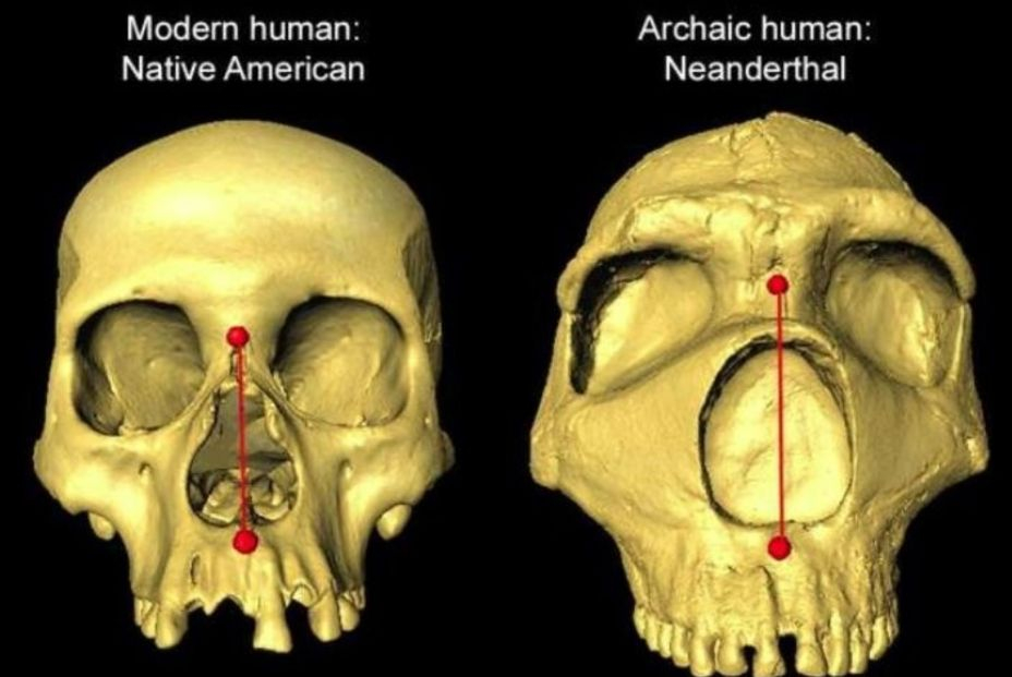 La forma de la nariz de los humanos es herencia neandertal