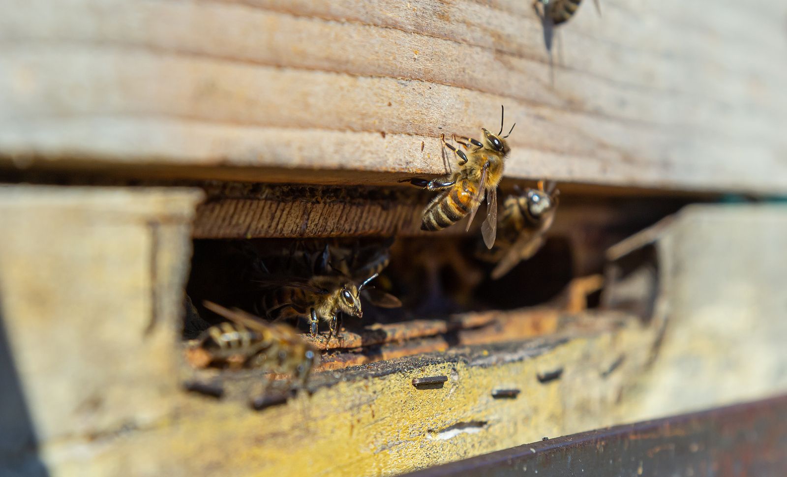 Un enjambre de abejas ataca a los 45 ocupantes de un autobús que cayó al vacío: hay seis muertos