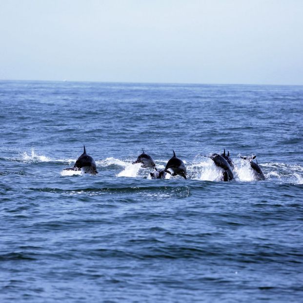 avistamiento de cetáceos